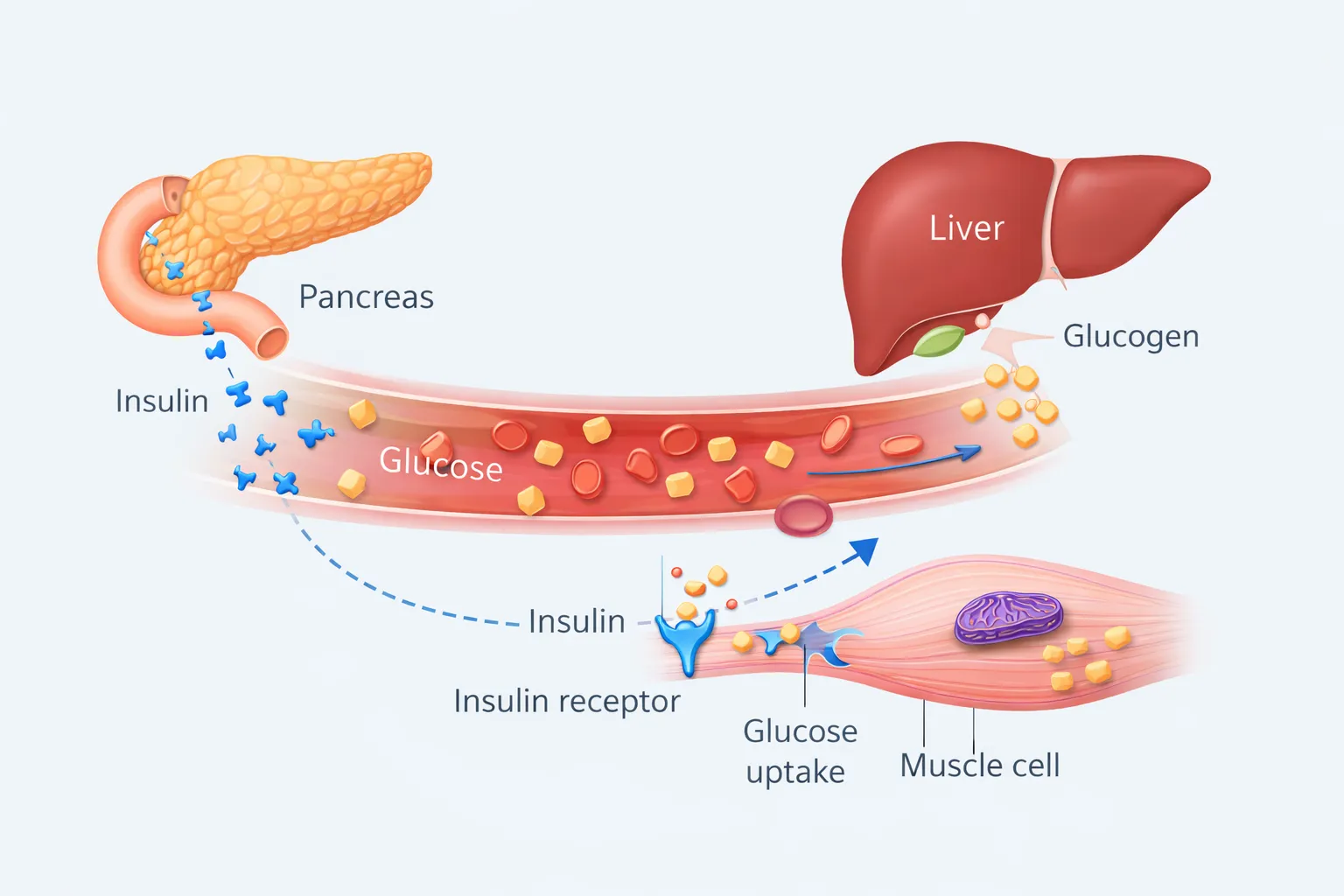 Illustration of the biological system involved in blood glucose regulation, including pancreas, liver, insulin signaling, and cellular glucose uptake